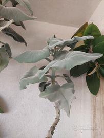 Kalanchoe beharensis