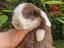 Immagine 4