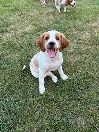 Disponibile BRETON maschio