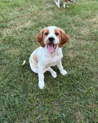 Disponibile BRETON maschio