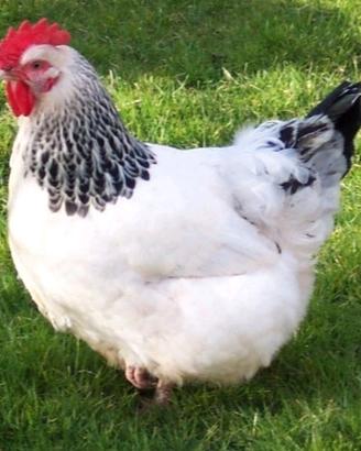 Gallina sunsex