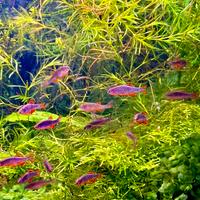 Danio Margaritatus ( Galaxy Rasbora )