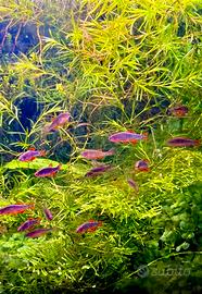 Danio Margaritatus ( Galaxy Rasbora )