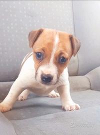 Jack russell con pedigree