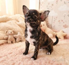 Chihuahua femmina pedigree