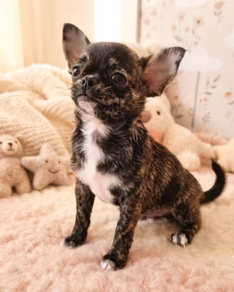 Chihuahua femmina pedigree