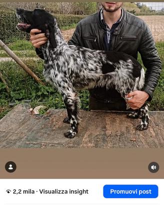 Setter inglese