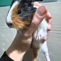 Cuccioli di porcellino d'india