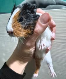 Cuccioli di porcellino d'india