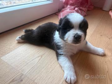 Cucciolo Australian Sheperd - Pastore Australiano