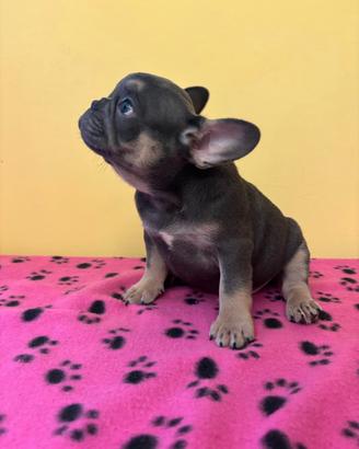Cuccioli di bulldog francese 