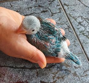 Parrocchetto dal collare blu
