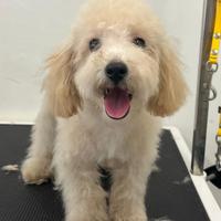 Cuccioli di barboncino toy 4 mesi all. prof.o