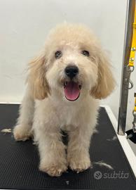 Cuccioli di barboncino toy 4 mesi all. prof.o