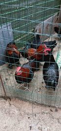 Coppie di galline