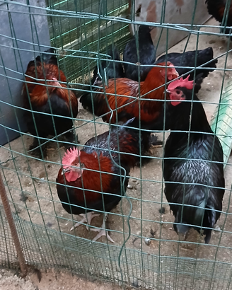 Coppie di galline
