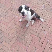 Cane razza AMSTAFF femmina nata il 28/02/2025