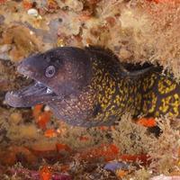 Murena per acquario mediterraneo