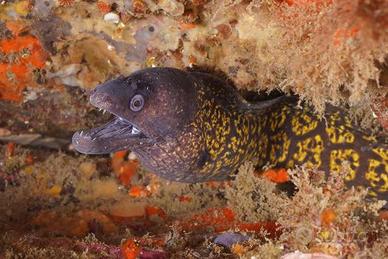 Murena per acquario mediterraneo