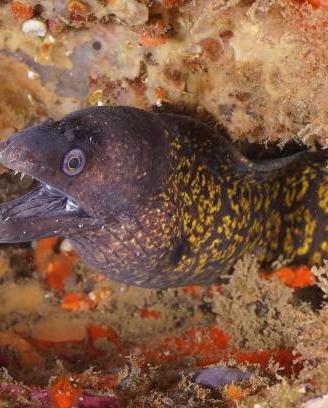 Murena per acquario mediterraneo