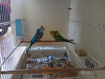 Cocorite bekfeel ciuffate