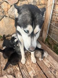 Cuccioli di Husky