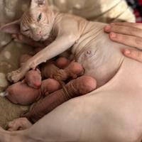 Cuccioli di Sphynx