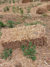 Foraggio in ballette