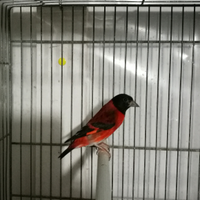 Cardinalino del venezuela