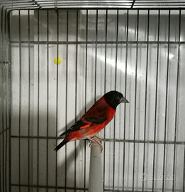 Cardinalino del venezuela