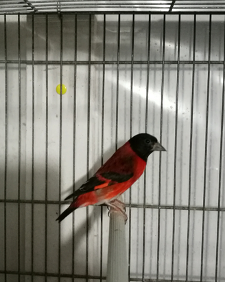 Cardinalino del venezuela