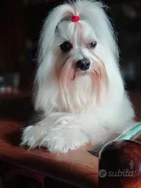 Maltese monta