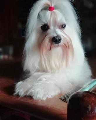 Maltese monta