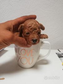 Cucciolo di barbone toy red brawn