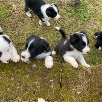 Cuccioli Border Collie con pedigree Enci
