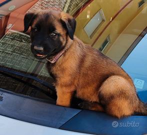 Cuccioli di Pastore Belga Malinois