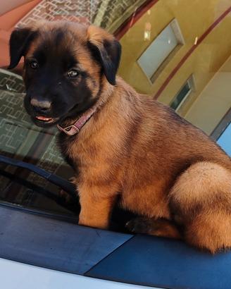 Cuccioli di Pastore Belga Malinois