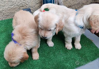 Cuccioli golden retriever