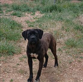 Cane corso