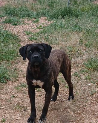 Cane corso