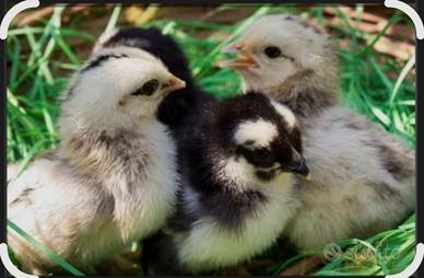 Prenota il tuo pulcino di Gallina,Quaglia
