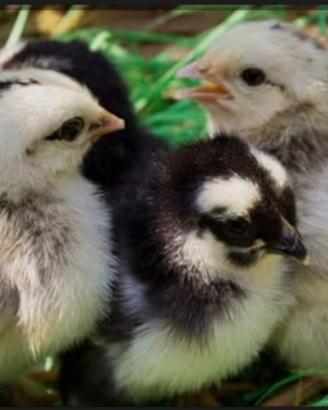 Prenota il tuo pulcino di Gallina,Quaglia