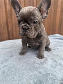 Bulldog francese blu esotic