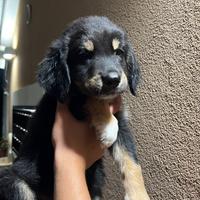 Cuccioli di cane