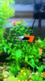 Guppy