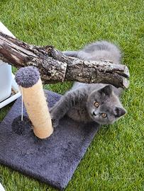 Cucciola di gatto British short hair 3 mesi ?