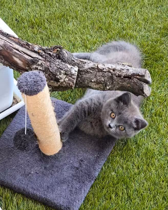 Cucciola di gatto British short hair 3 mesi ?