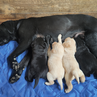 Cuccioli di labrador retriever