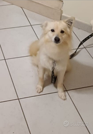 Volpino, 3 anni - Modugno