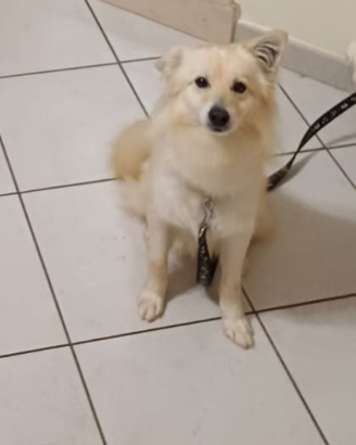 Volpino, 3 anni - Modugno